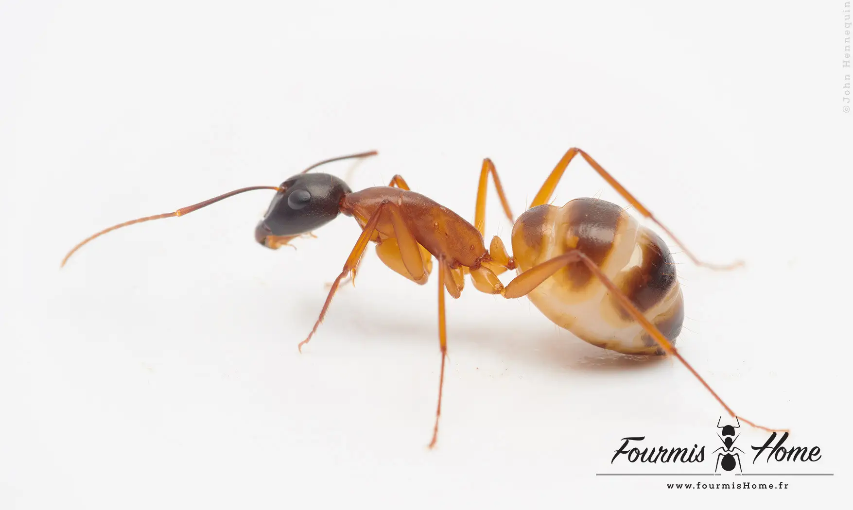 Camponotus thoracicus