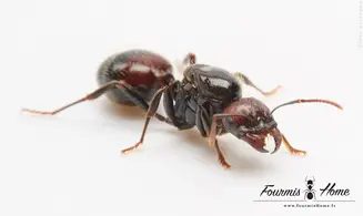 Messor barbarus rouge