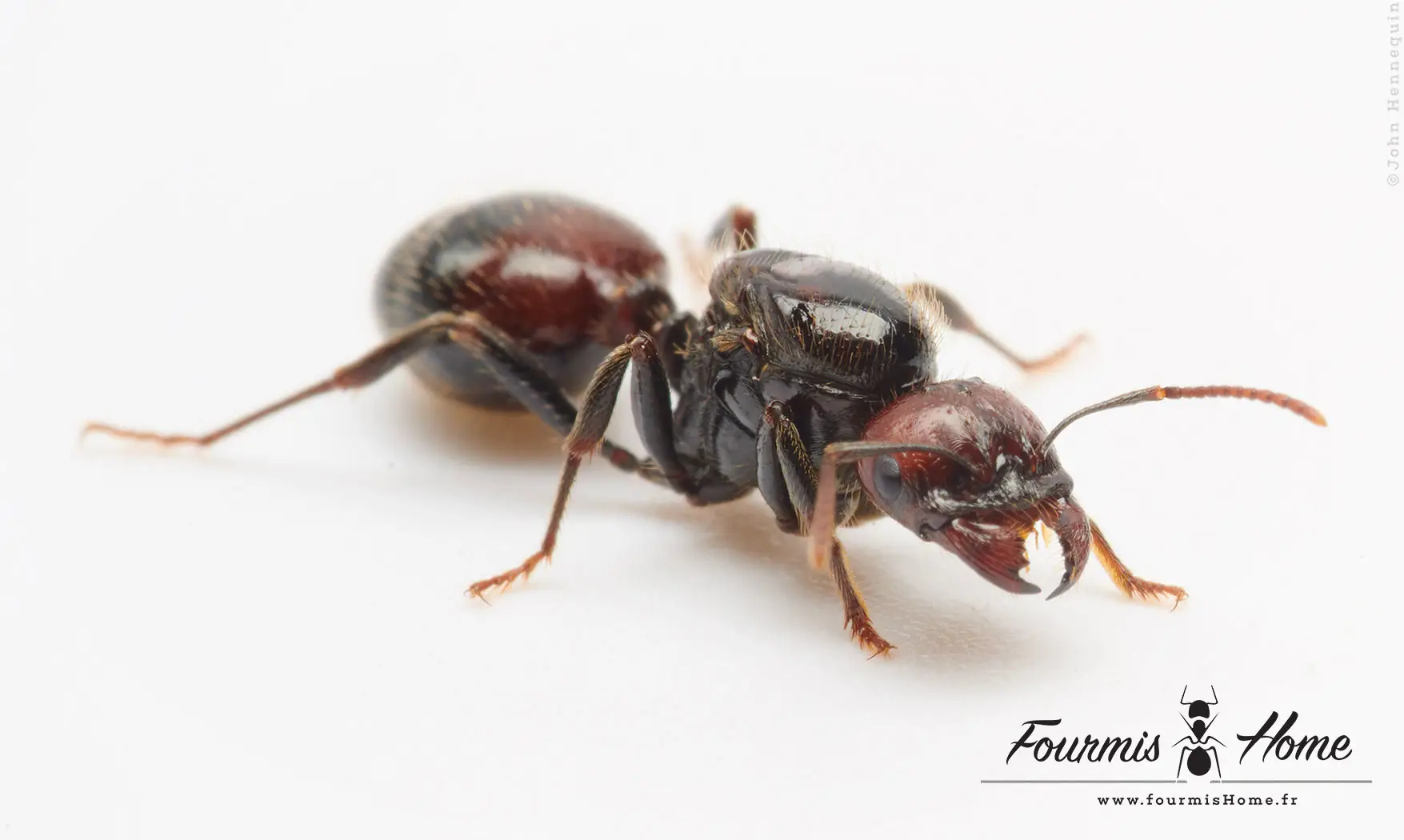Messor barbarus rouge