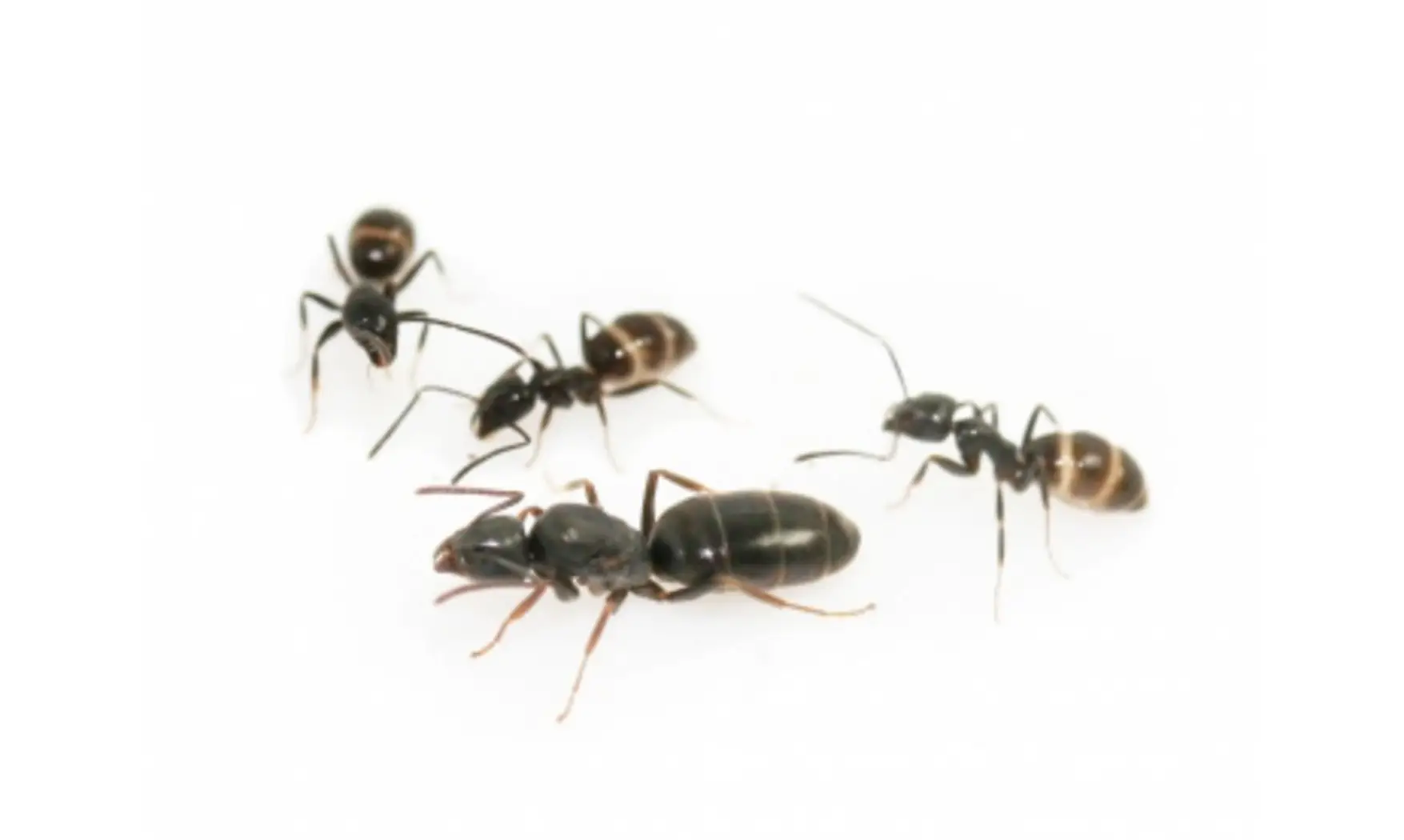 Tapinoma erraticum
