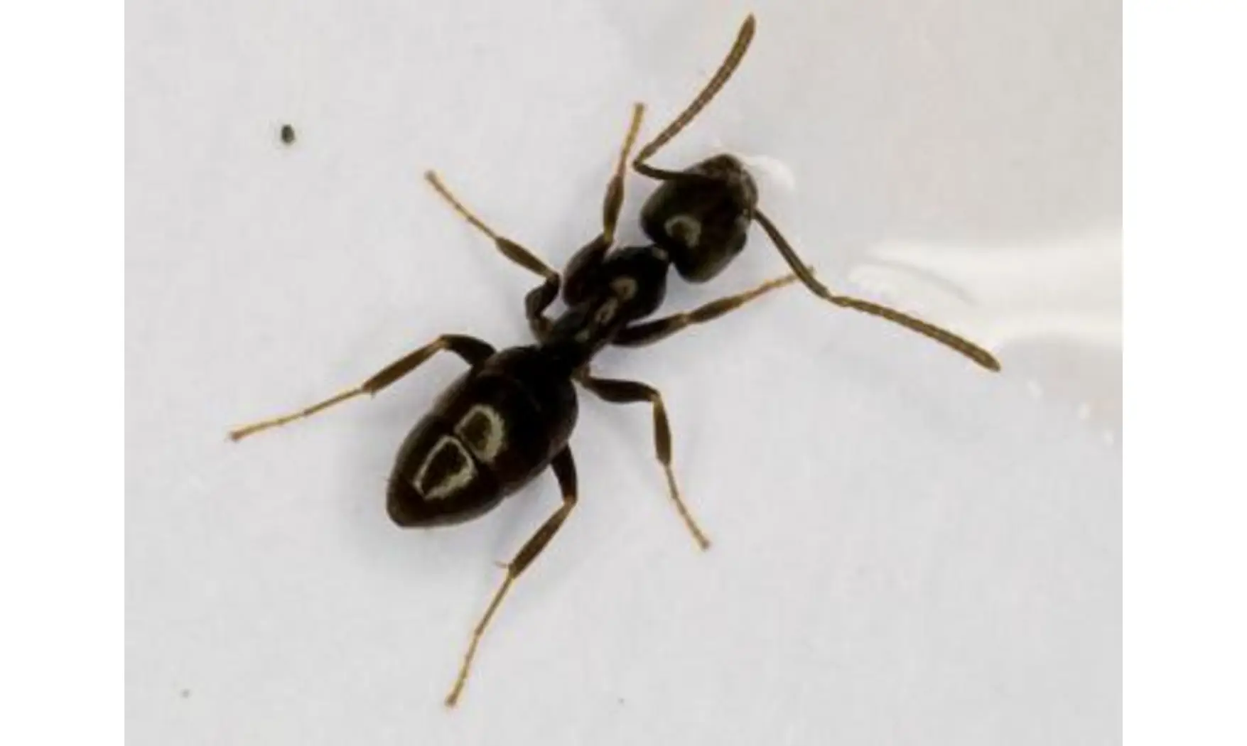Tapinoma erraticum