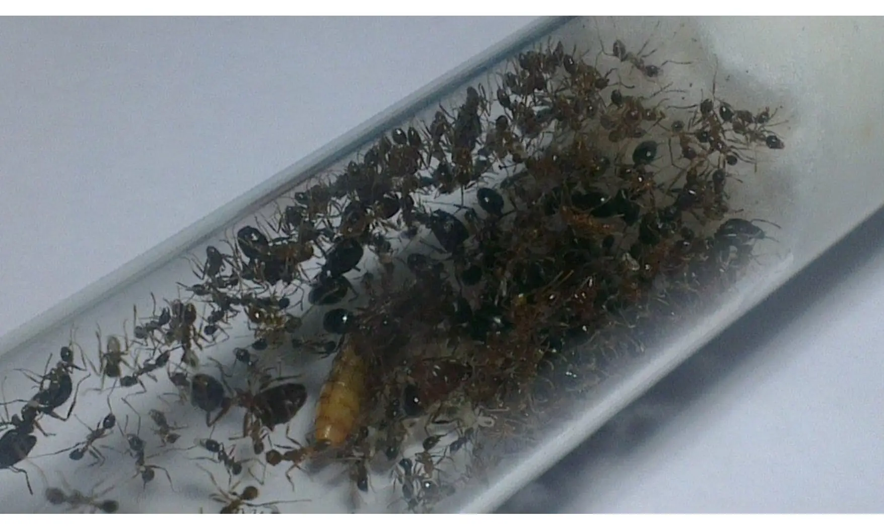 Pheidole noda