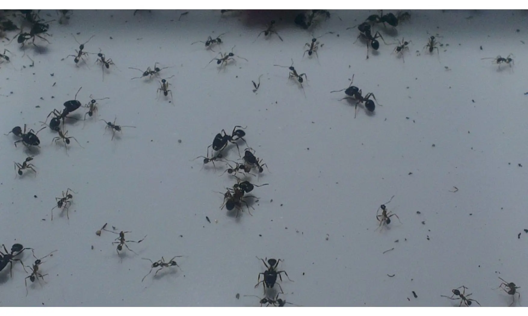 Pheidole noda