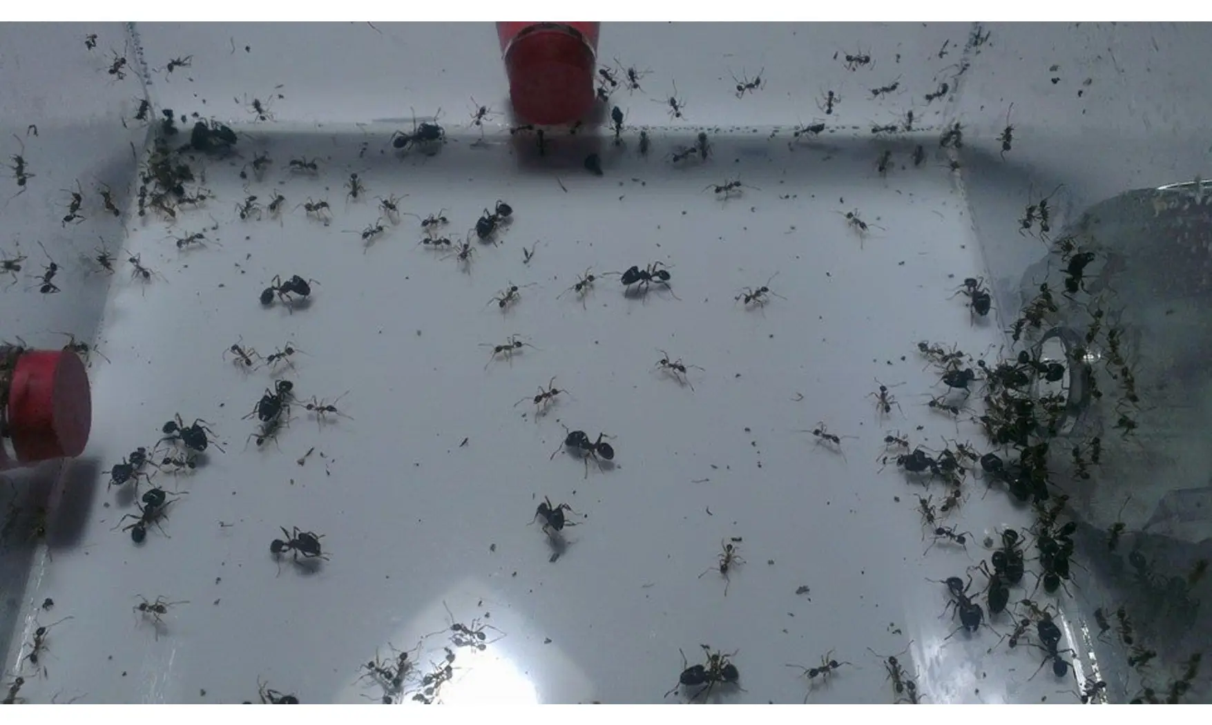 Pheidole noda